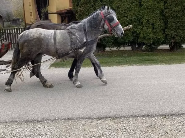 Jument, Chevaux