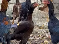 मलय गेम — फ़ोटो 4