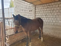 حصان, Kyrgyz Horse — الصورة 5