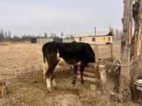 Vache, Bovins — photo 1