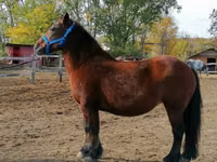 母马, Horses — 照片 7