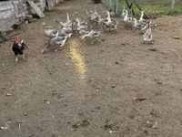 Geese — الصورة 4