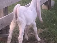 تيس, Gulabi goats — الصورة 2