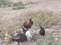 Chickens — Foto 2