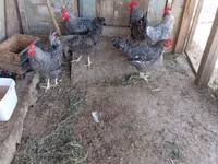 Chickens — photo 7
