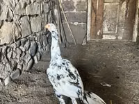 Chickens — Foto 1