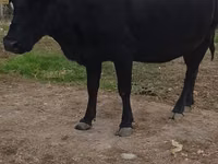 Vache, Russian Black pied cattle — photo 1