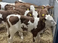 أبقار (دفعة، الجنس غير محدد), Simmental cattle — الصورة 5