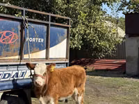 Bulle, Simmental cattle — Foto 2