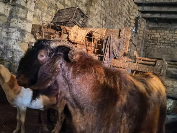 公山羊, Kamori goats