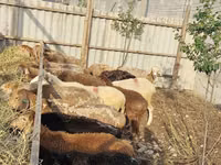 Brebis, Moutons — photo 7