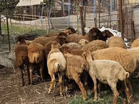 Schafe (Partie, Geschlecht nicht angegeben), Karabakh sheep — Foto 3