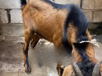 Chèvres (lot, sexe non indiqué), Red Sokoto goat — photo 2