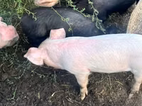 Säue, Schweine — Foto 3