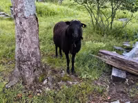 Widder, Romanov sheep — Foto 1