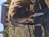 公牛, Partenaise cattle — 照片 2