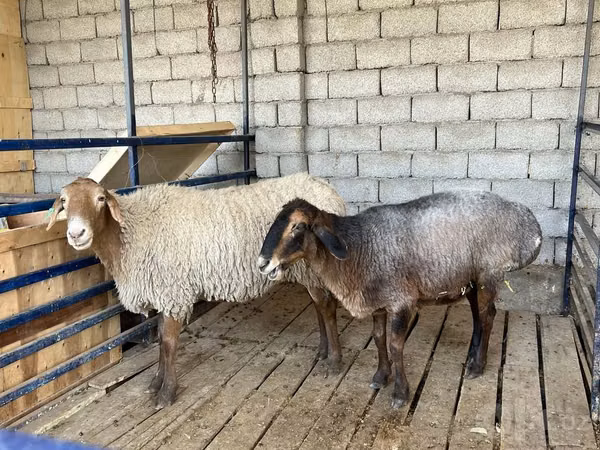 Schaf, Schafe