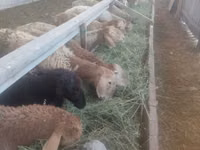 Brebis, Moutons — photo 4