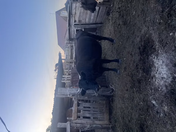 ثور, Latvian Blue cattle