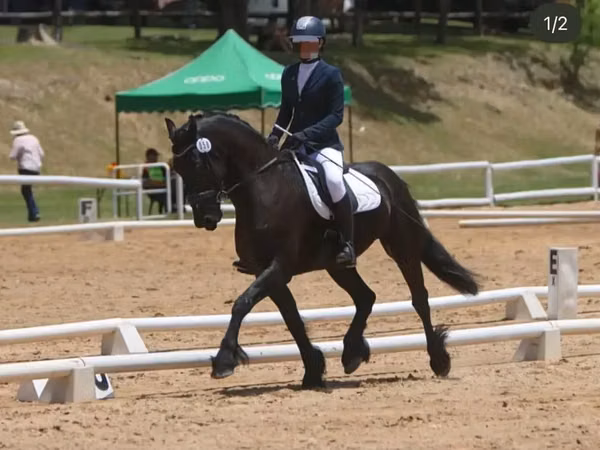 Horse (M), Friesian