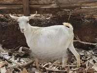 Goat, Goats — photo 3