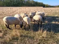 Widder, Shroshire sheep — Foto 3