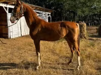 Yegua, Dutch warmblood horse — foto 1