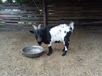 تيس, Nigerian dwarf goats — الصورة 3