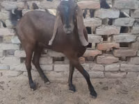 Chèvre, Najdi goat — photo 2