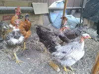 Chickens — photo 4