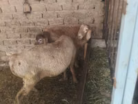 كبش, Rhon sheep — الصورة 7