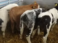 मवेशी (लॉट, लिंग निर्दिष्ट नहीं), Simmental cattle — फ़ोटो 5
