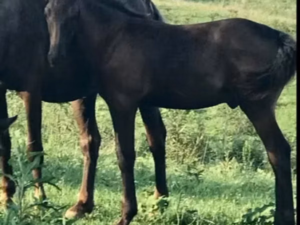 Cheval, Rocky Mountain Horse