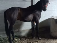 Caballo, Caballos — foto 4