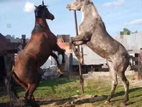 马匹（批次，未指定性别）, New Altai Horse — 照片 4