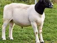 Carnero, Beltex sheep — foto 1
