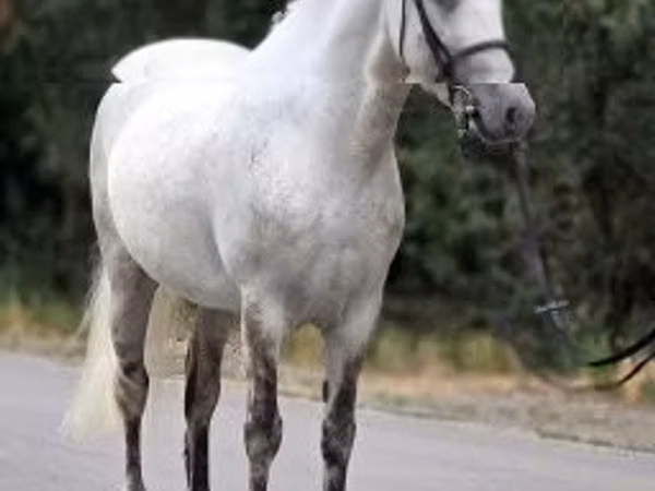 Hengst, Falabella