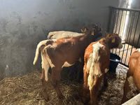 मवेशी (लॉट, लिंग निर्दिष्ट नहीं), Simmental cattle — फ़ोटो 4
