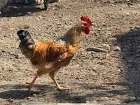 Ameraucana — foto 8