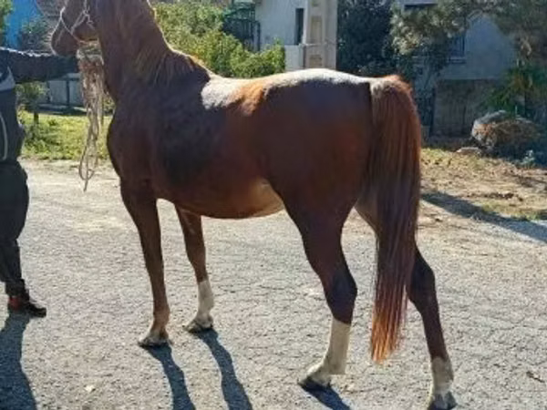 Cheval, Kisber felver