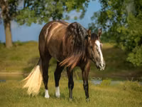 公马, Quarter Horse — 照片 3