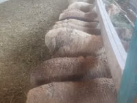 Brebis, Moutons — photo 1