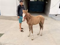 Yegua, Caballos — foto 3