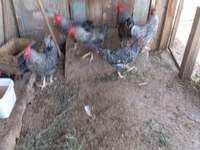 Chickens — photo 8