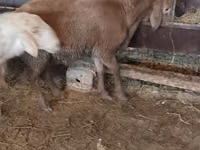 Schaf, West-Siberian mutton sheep — Foto 4