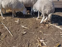 Bélier, Assaf sheep — photo 2