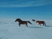 حصان, Kushum Horse — الصورة 2