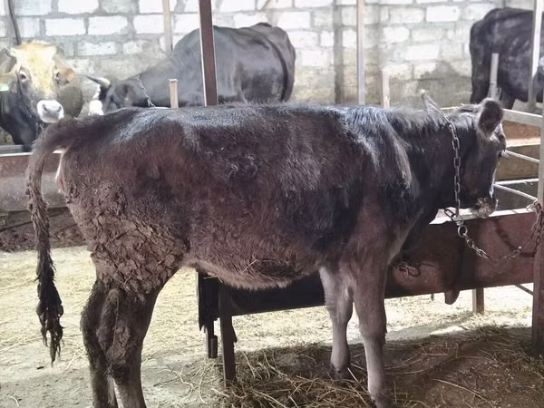 母牛, Cattle