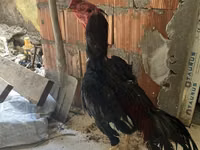 Chickens — 照片 3