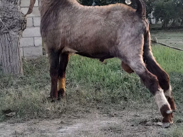Billy Goat, Goats